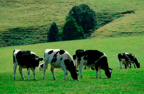 緑のフィールドで酪農牛の放牧 — ストック写真
