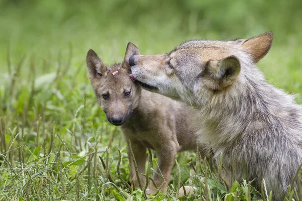 德国巴伐利亚野生动物保护区的木材狼 — 图库照片