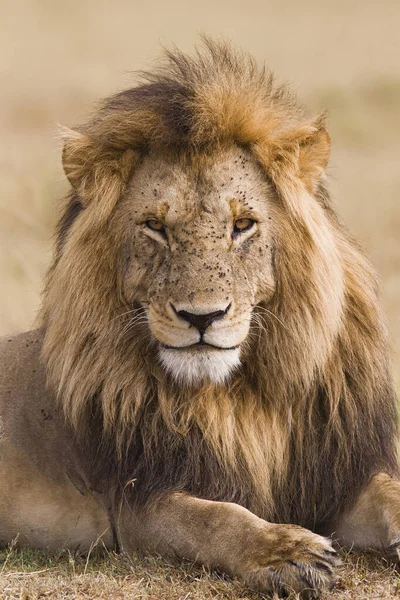 Retrato Grande Leão Macho Panthera Leo Reserva Nacional Maasai Mara — Fotografia de Stock