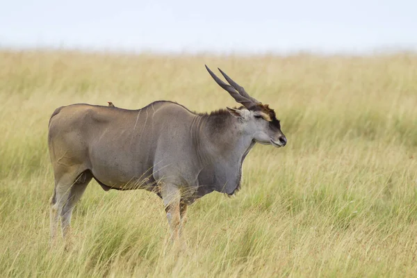 Eland Comum Taurotragus Oryx Savannah Reserva Nacional Maasai Mara Quênia — Fotografia de Stock