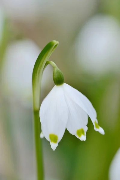 Close Spring Snowflake Leucojum Vernum Blossom Spring Upper Palatinate Bavaria — Stock Photo, Image