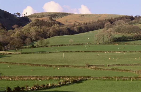 英格兰湖区洛顿 带绵羊的春季农场场景 — 图库照片