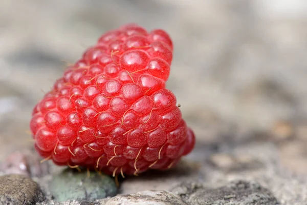 Крупный План Плодов Красной Малины Rubus Idaeus Саду Летом Бавария — стоковое фото