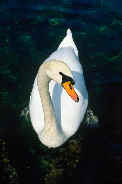 Білий Лебідь Плаває Озері — стокове фото