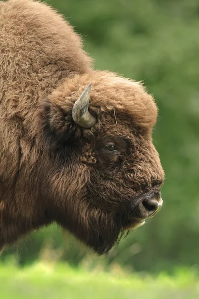 Närbild Porträtt Europeisk Bison Bison Bonasus Tyskland — Stockfoto