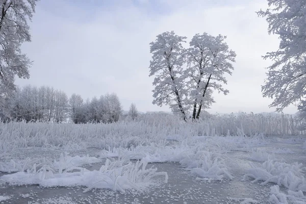 Пейзаж Замерзшего Пруда Общей Ольхи Alnus Glutinosa Деревья Зимой Верхний — стоковое фото