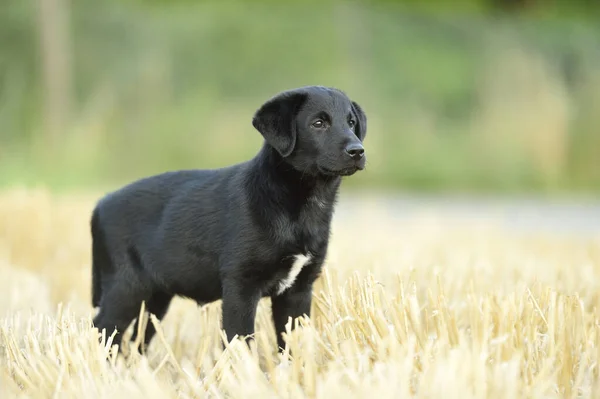 德国巴伐利亚上帕拉蒂纳特 混合黑色拉布拉多猎犬站在田野里 — 图库照片