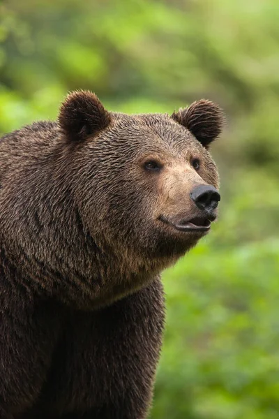Brown Bear Bavarian Forest National Park Bavaria Germany — 图库照片