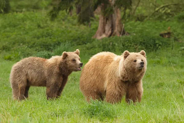 European Brown Bears Ursus Arctos Národní Park Bavorský Les Německo — Stock fotografie