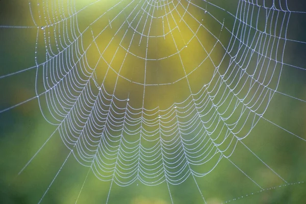 Spiderweb Patrón Natural Fondo Abstracto — Foto de Stock