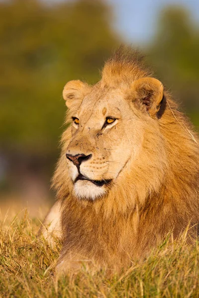 Retrato Leão Africano Panthera Leo Deitado Grama Olhando Para Distância — Fotografia de Stock