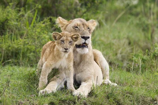 León Con Cachorro Reserva Nacional Masai Mara Kenia — Foto de Stock