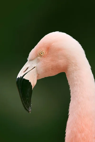 Közelkép Egy Chilei Flamingóról Phoenicopterus Chilensis Németország — Stock Fotó
