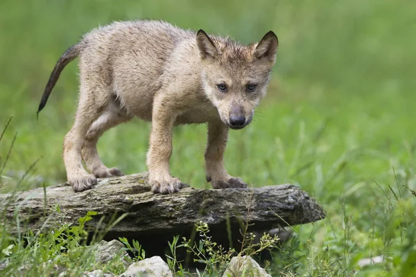 Timber Wolf Cub Βαυαρία Γερμανία — Φωτογραφία Αρχείου