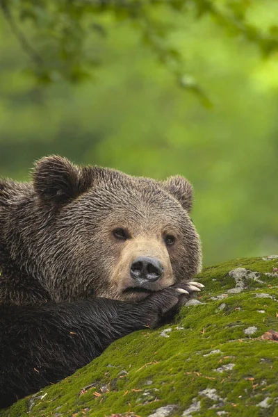 Urso Castanho Macho Descansando Rocha Parque Nacional Floresta Baviera Baviera — Fotografia de Stock