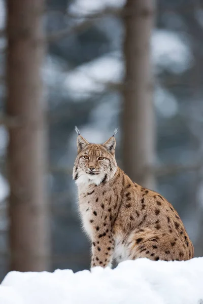 Портрет Европейской Рыси Lynx Lynx Зимний Период Парк Баян Баварский — стоковое фото