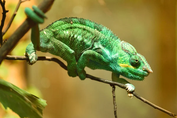 Zbliżenie Kameleona Pantery Furcifer Pardalis Terrarium Bawaria Niemcy — Zdjęcie stockowe