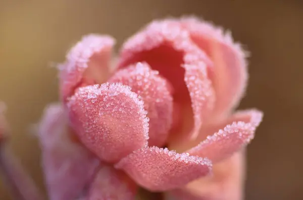 Frosted Rose Shamper Bluff New Brunswick Canada — Stock Photo, Image