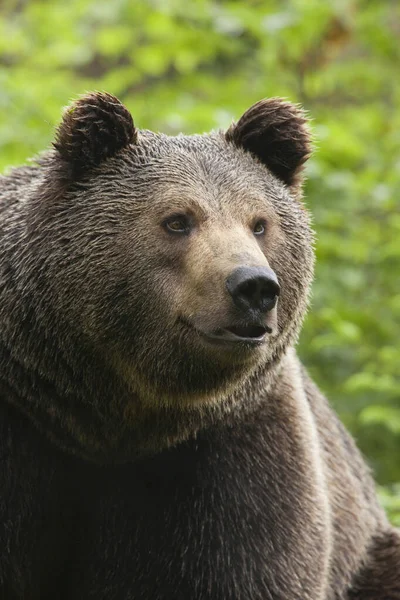 Urso Castanho Masculino Parque Nacional Floresta Baviera Baviera Alemanha — Fotografia de Stock