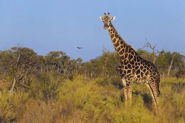 Güney Zürafasının Portresi Giraffa Zürafa Bir Tarlada Durup Botswana Afrika — Stok fotoğraf