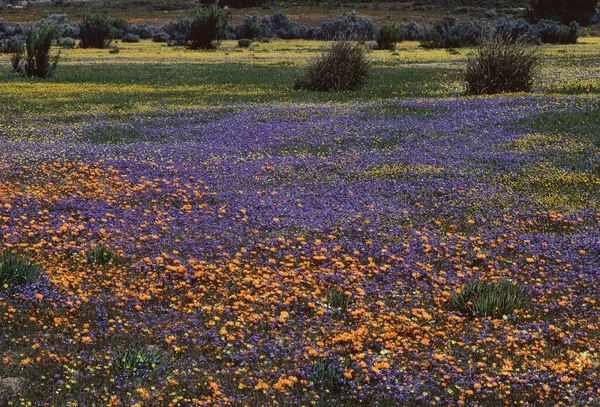 Kukat Namaqualand Etelä Afrikka — kuvapankkivalokuva