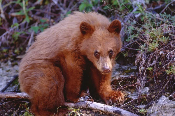 Όμορφη Αρκούδα Cub Στη Φύση — Φωτογραφία Αρχείου