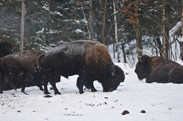 Bison Foraging Snow Parc Omega Montebello Québec Kanada — Stock Fotó