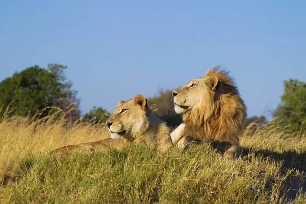 アフリカのボツワナのオカバンゴ デルタの距離を一緒に調べる草の中に横たわるアフリカのライオンと雌ライオン Panthera Leo — ストック写真
