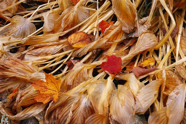 Getrocknete Blätter Boden Shamper Bluff New Brunswick — Stockfoto