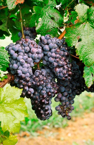 Uvas Vermelhas Que Crescem Vinha — Fotografia de Stock