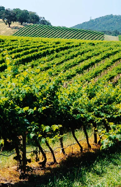 Vineyard Grape Vines Yarra Valley Australia — Stock Photo, Image