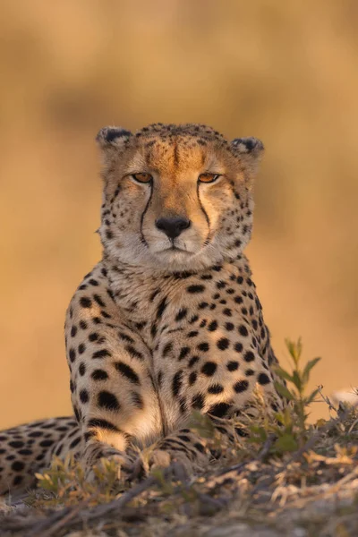 Porträt Eines Boden Liegenden Geparden Acinonyx Jubatus Okavango Delta Botswana — Stockfoto