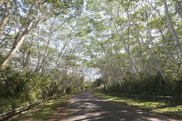 Дорога Кауаї Гаваї Сша — стокове фото