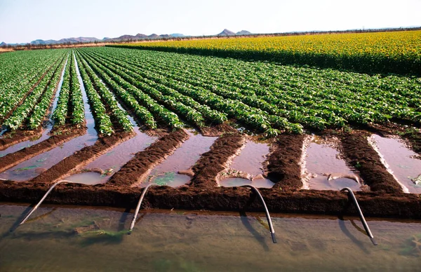 Irrigating Bean Sunflower Crops — Stock Photo, Image