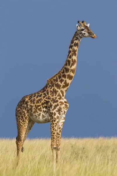Portret Van Masai Giraffe Masai Mara National Reserve Kenia — Stockfoto