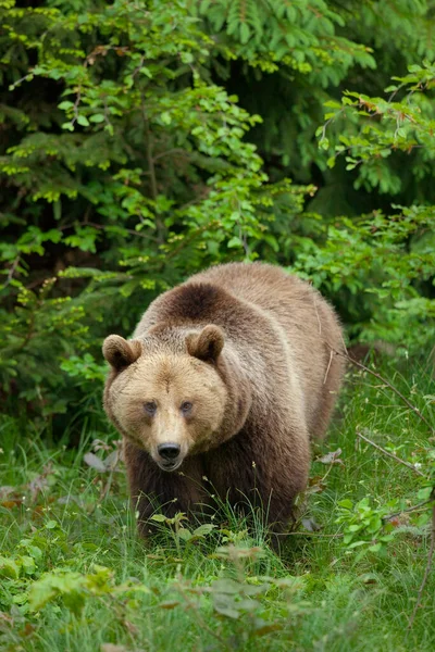 Urso Castanho Parque Nacional Floresta Baviera Baviera Alemanha — Fotografia de Stock