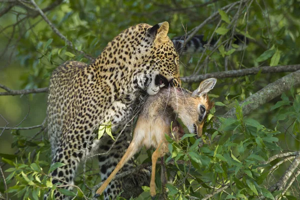 Dik Dik Madoqua Ile Birlikte Leopar Panthera Pardus Ağaç Masai — Stok fotoğraf