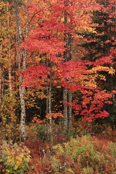 Δέντρα Φθινόπωρο Quispamsis New Brunswick Καναδάς — Φωτογραφία Αρχείου