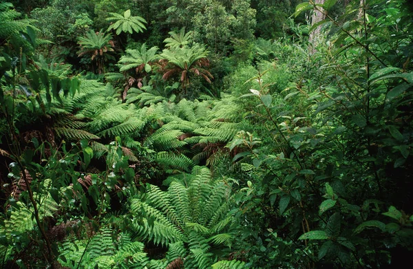 Floresta Tropical Verde Samambaias Austrália — Fotografia de Stock
