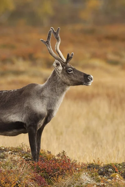 Reindeer Nature Sweden — Stock Photo, Image