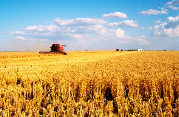 Avustralya Buğday Hasadı — Stok fotoğraf