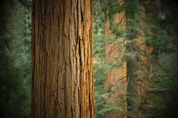 Крупный План Стволов Секвойи Лесу Северной Калифорнии Сша — стоковое фото
