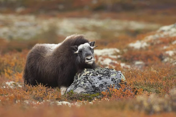 Mladý Muskox Národní Park Dovrefjell Sunndalsfjella Norsko — Stock fotografie
