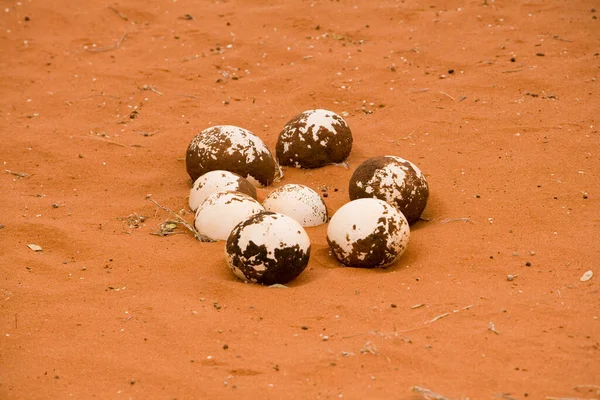 Страусиные Яйца Колманскоп Калахари Намибия — стоковое фото