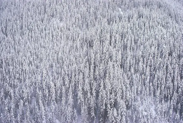 Karla Kaplanmış Ağaçlar Manning Parkı British Columbia Kanada — Stok fotoğraf