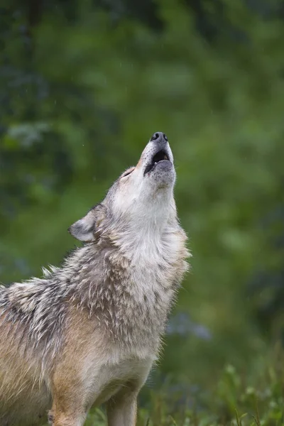 Timber Wolf Howling Bavaria Germany — Stock Photo, Image