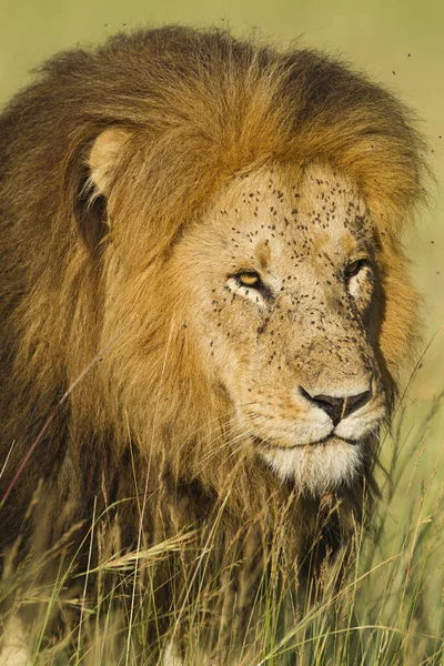 Portrait Lion Mâle Panthera Leo Marchant Dans Herbe Haute Réserve — Photo