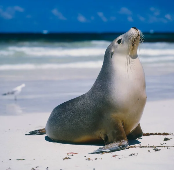 Seal Beach Kangaroo Island Australia — стокове фото