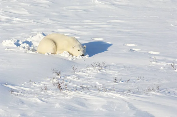 Krásný Lední Medvěd Sněhu — Stock fotografie
