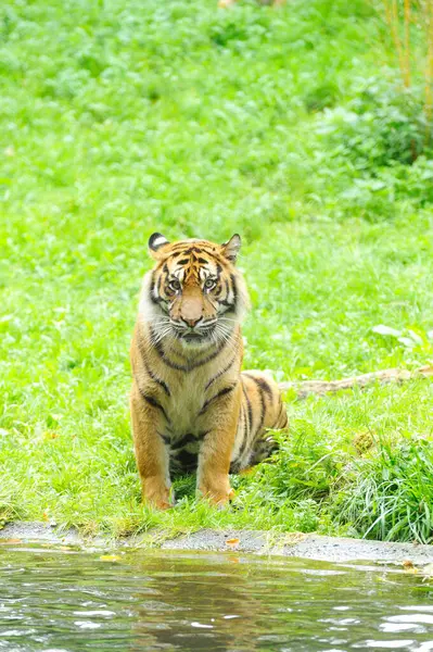 Крупный План Портрета Суматранского Тигра Panthera Tigris Sumatrae Сидящего Озера — стоковое фото